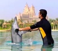 Dolphin Bay